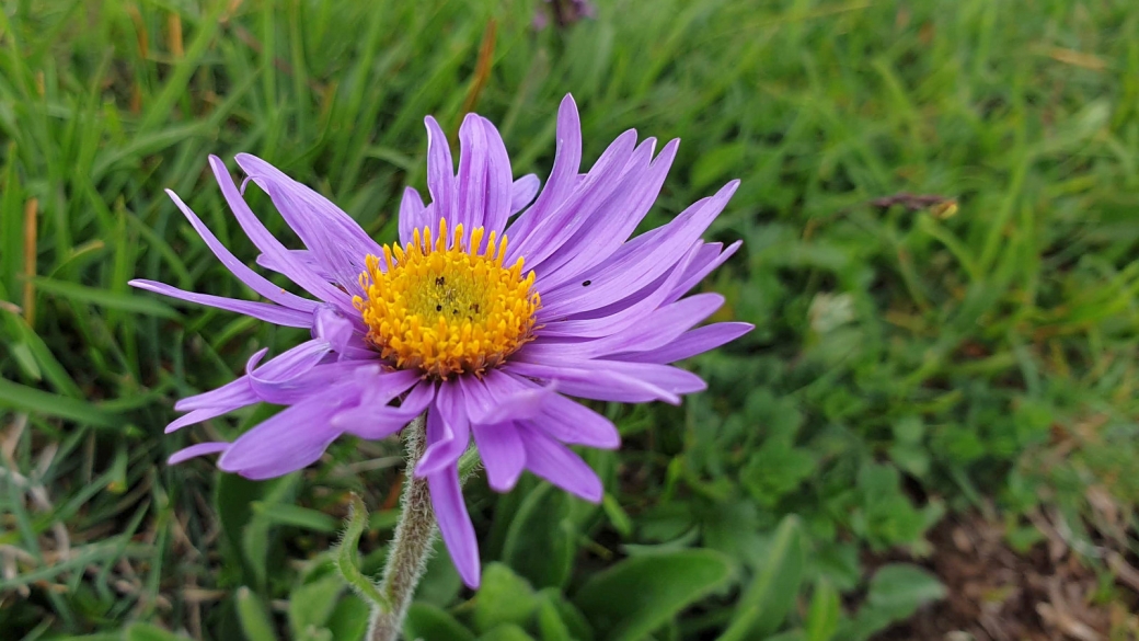 Aster des Alples - Aster Alpinus