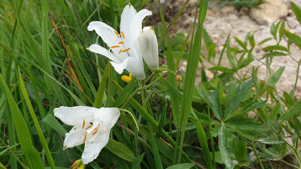 Lis des Alpes - Paradisea Liliastrum