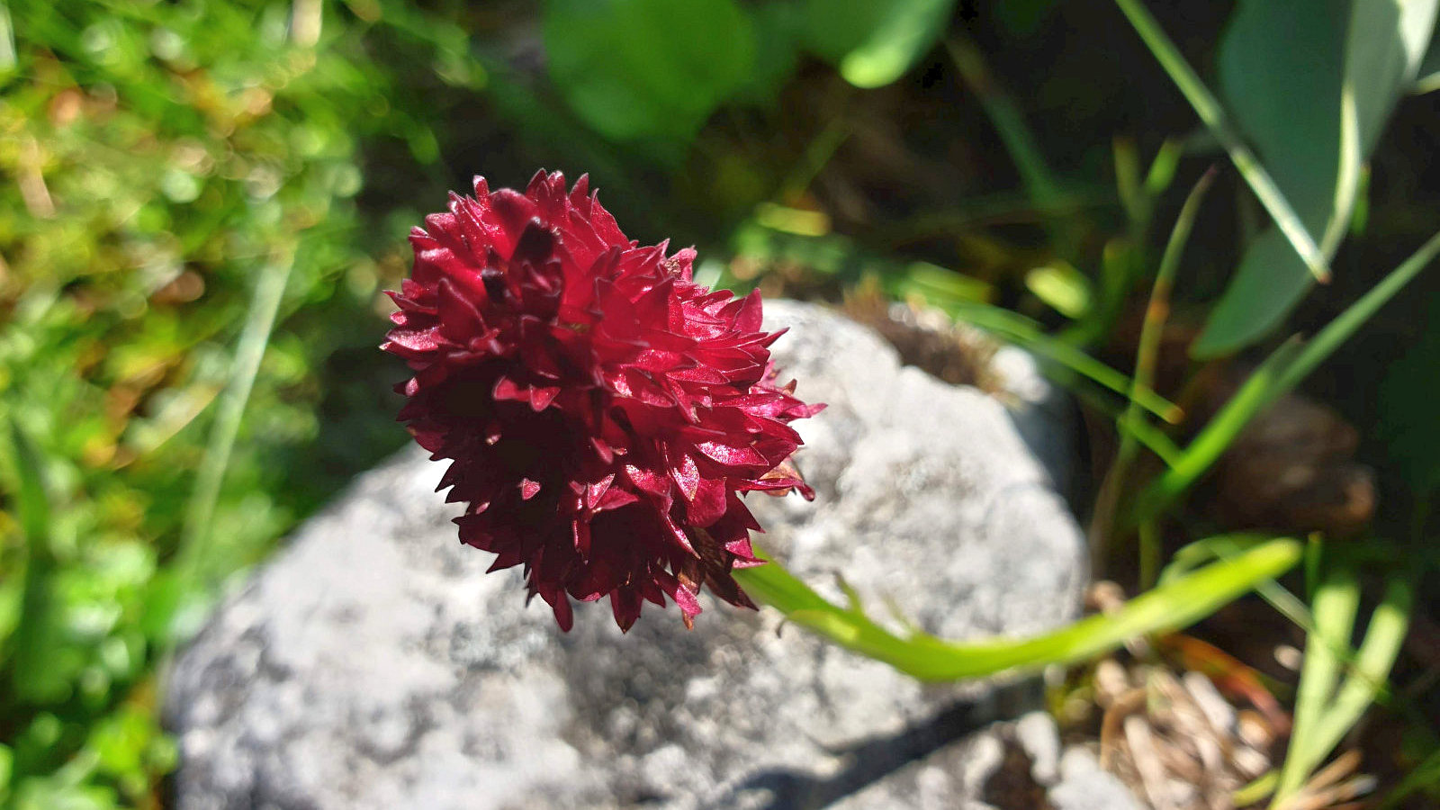 Nigritelle Noire – Gymnadenia Nigra