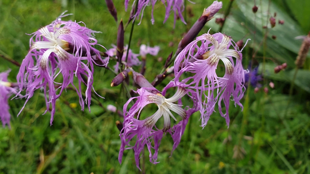 Oeillet Superbe - Dianthus Superbus