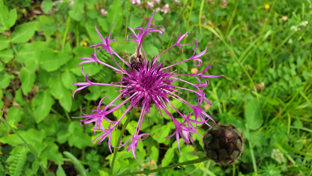 Centaurée Scabieuse - Centaurea Scabiosa