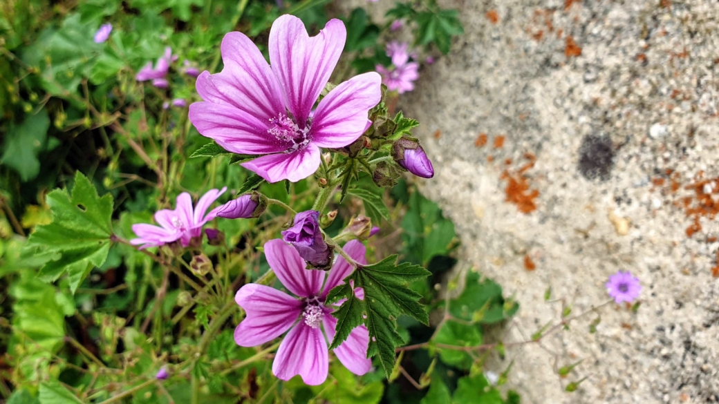 Grande Mauve - Malva Sylvestris