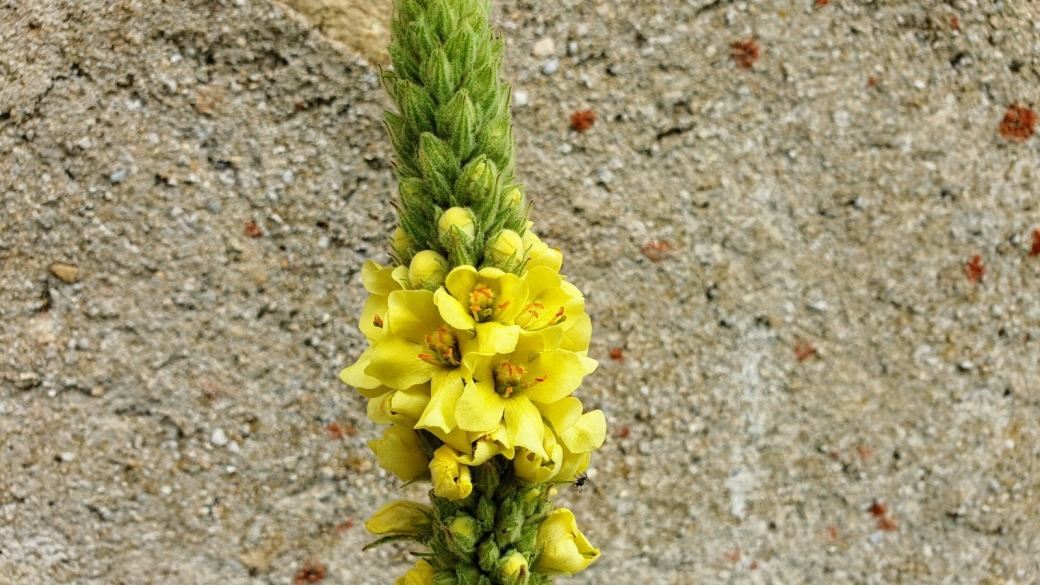 Molène à Fleurs denses - Verbascum Densiflorum 