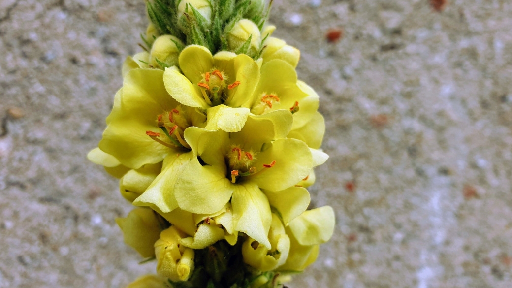 Molène à Fleurs denses - Verbascum Densiflorum