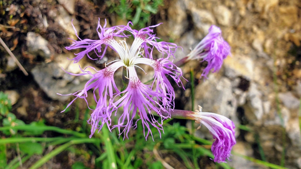 Oeillet Superbe - Dianthus Superbus