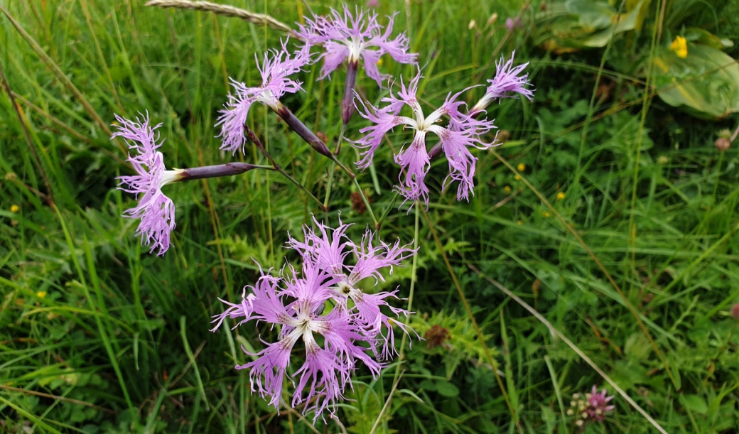 Oeillet Superbe - Dianthus Superbus