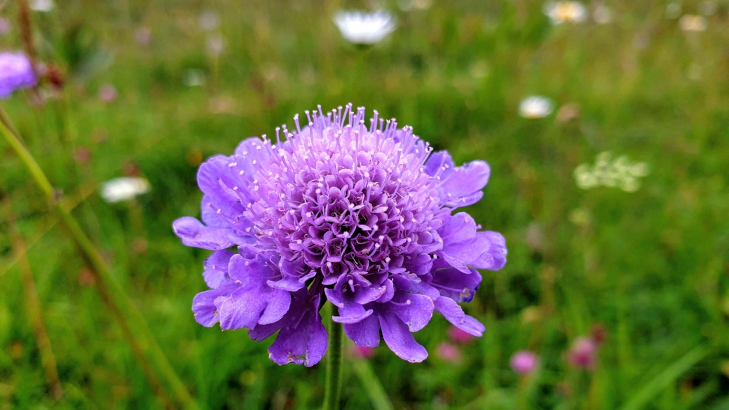 Knautie des Champs - Knautia Arvensis