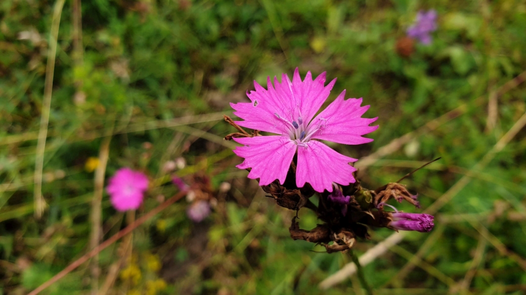 Oeillet des Chartreux - Dianthus Carthusianorum