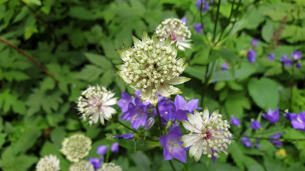 Grande Astrance - Astrantia Major