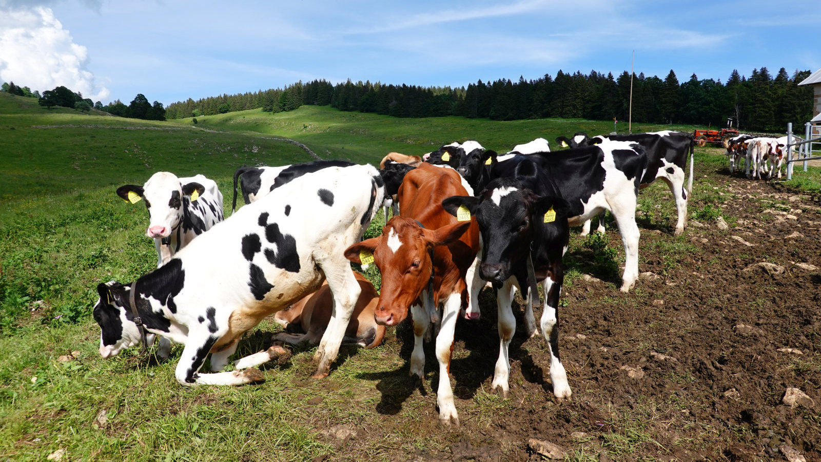 Les Coppettes – Arzier-Le Muids – Vaud – Suisse