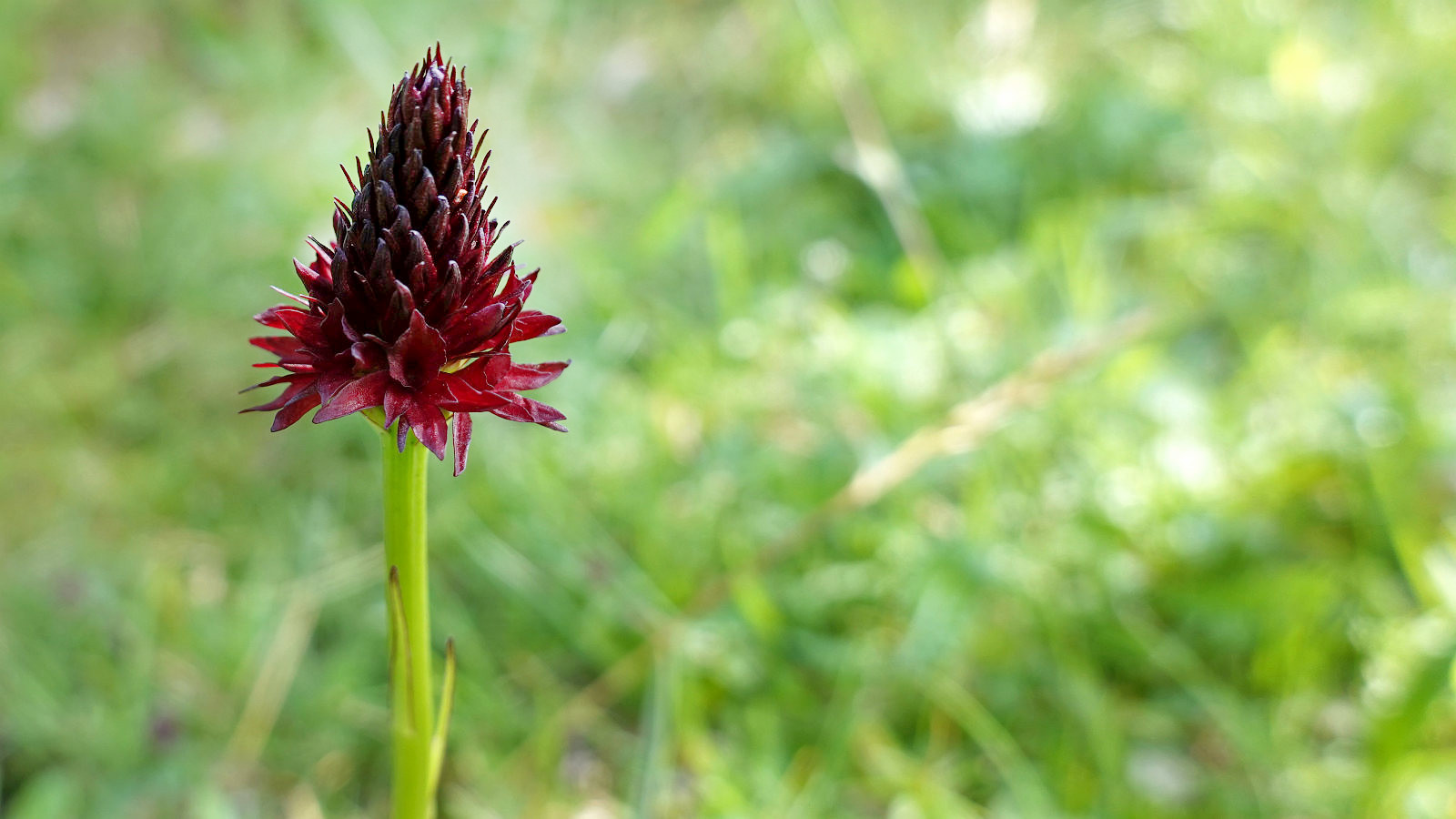 Nigritelle Noire – Gymnadenia Nigra