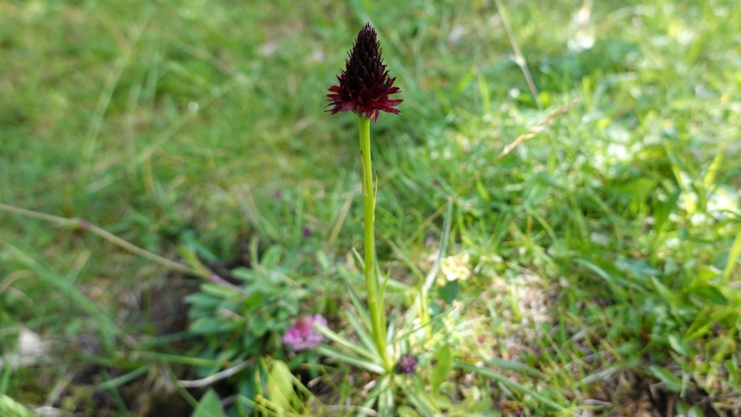 Nigritelle Noire - Gymnadenia Nigra