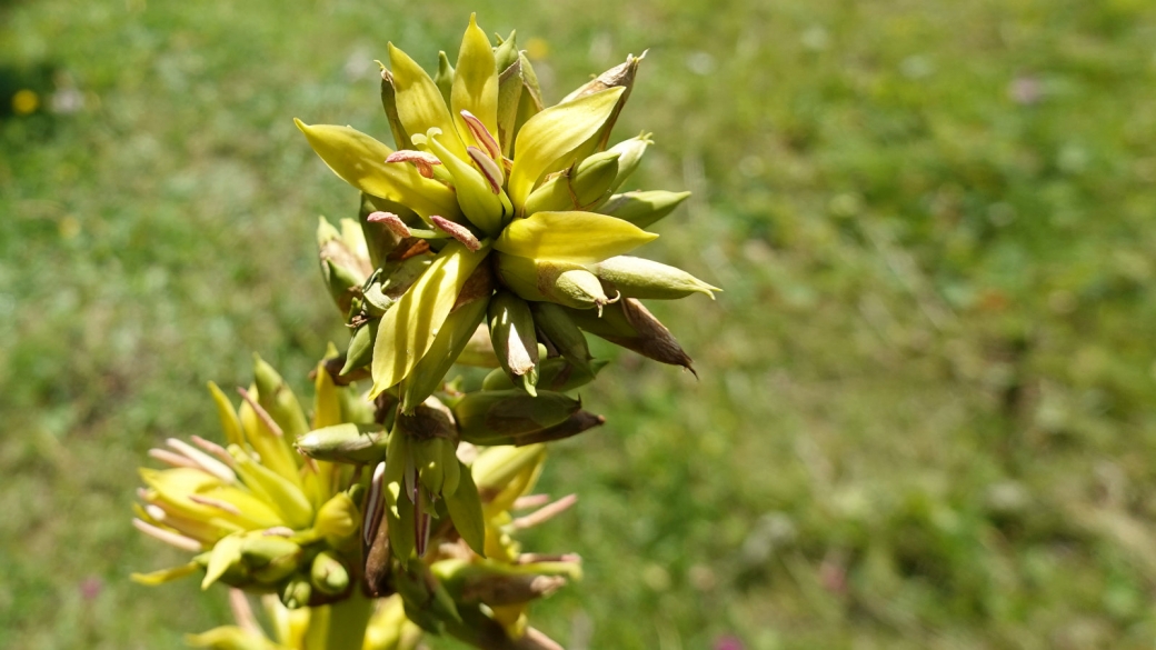 Gentiane Jaune - Gentiana Lutea