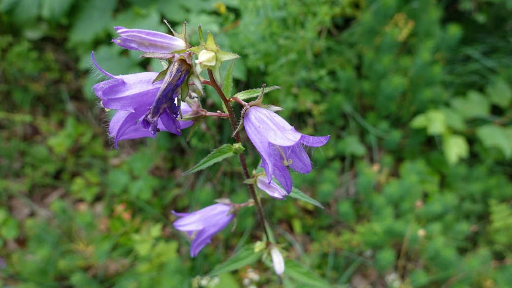 Campanule Barbue - Campanula Barbata