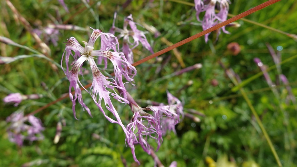 Oeillet Superbe - Dianthus Superbus