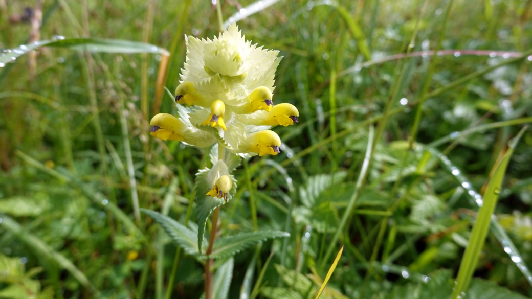 Petit Rhinanthe - Rhinanthus minor