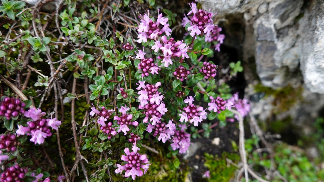 Thym Serpolet - Thymus Serpyllum