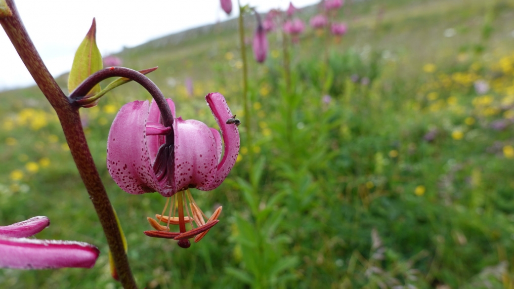 Lis Martagon - Lilium Martagon