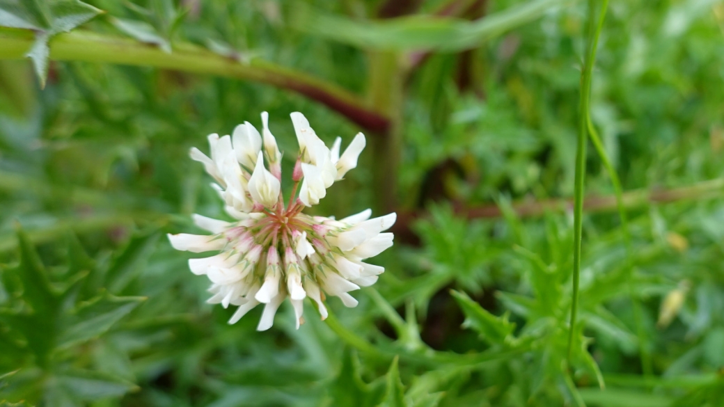 Trèfle Rampant - Trifolium Repens