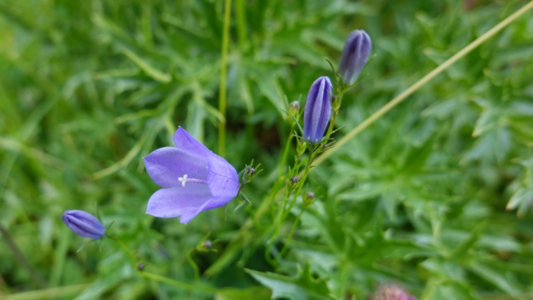 Campanule à feuilles rhomboïdales - Campanula Rhomboidalis