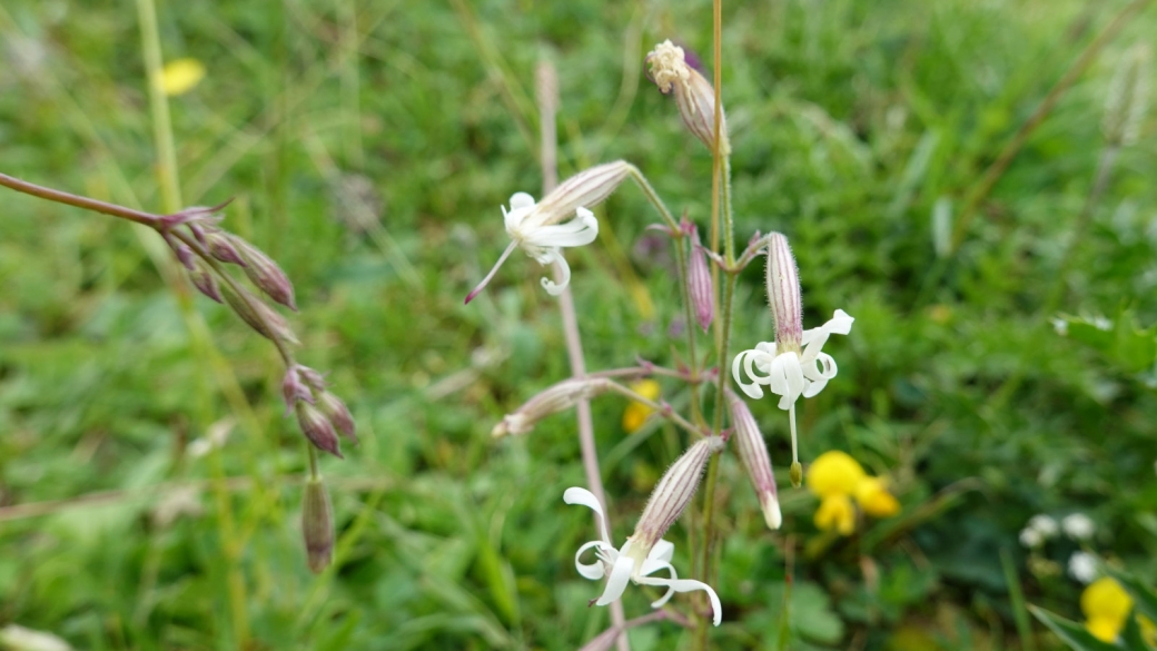 Silène penché - Silene nutans