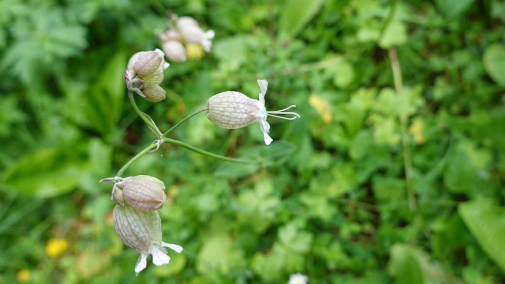 Silène Enflé - Silene Vulgaris