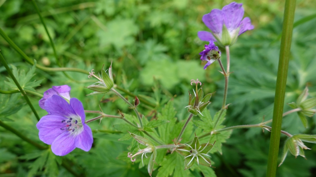 Géranium des Bois - Geranium Sylvaticum