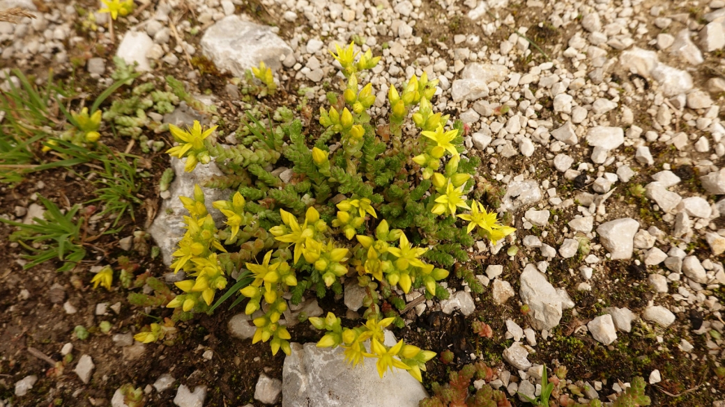 Orpin Acre - Sedum acre