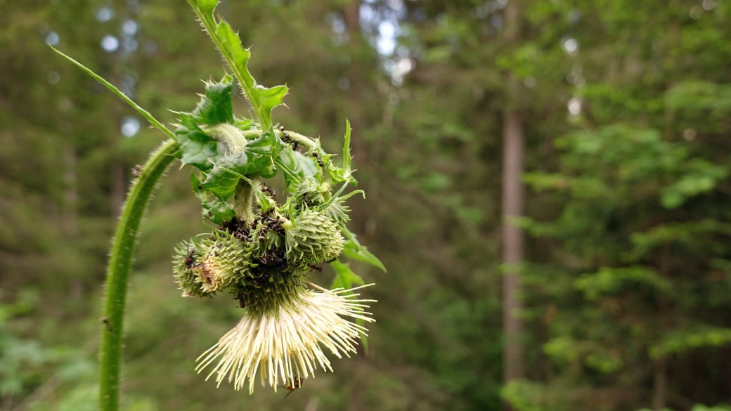 Cirse Glutineux- Cirsium Erisithales