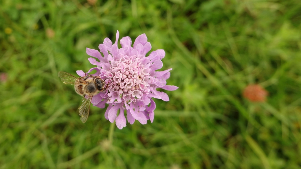 Knautie des Champs - Knautia Arvensis