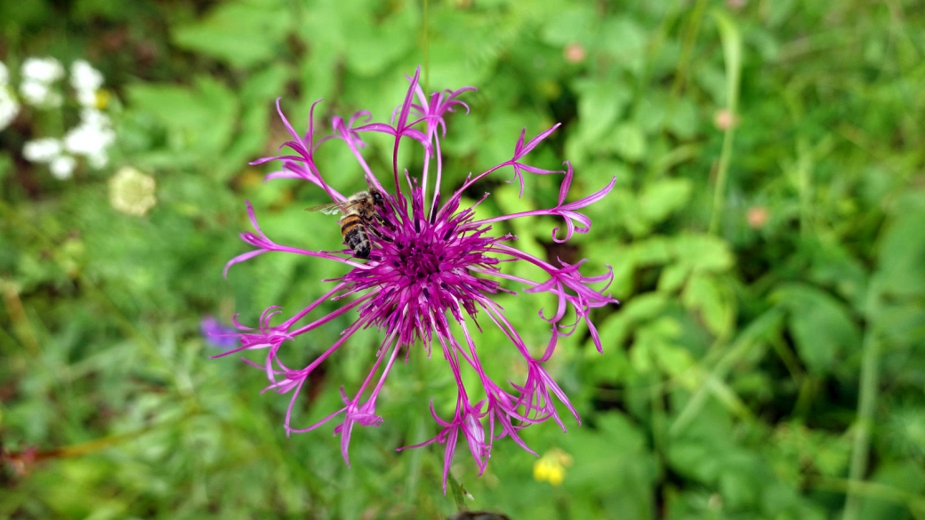 Centaurée Scabieuse - Centaurea Scabiosa