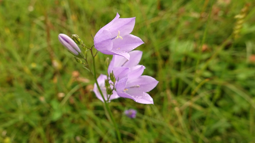 Campanule à feuilles rondes - Campanula Rotundifolia