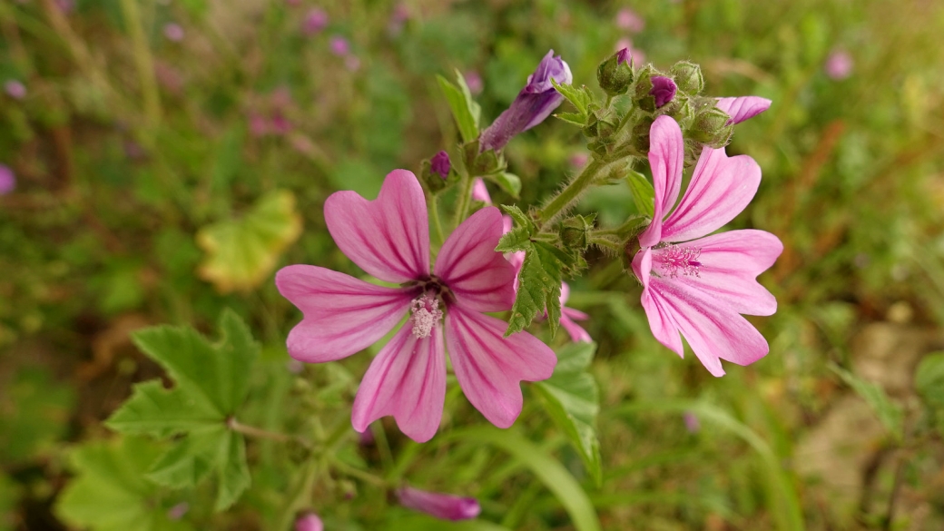 Grande Mauve - Malva Sylvestris