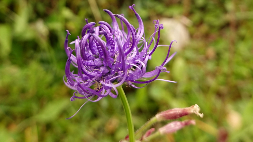 Raiponce Orbiculaire - Phyteuma Orbiculare