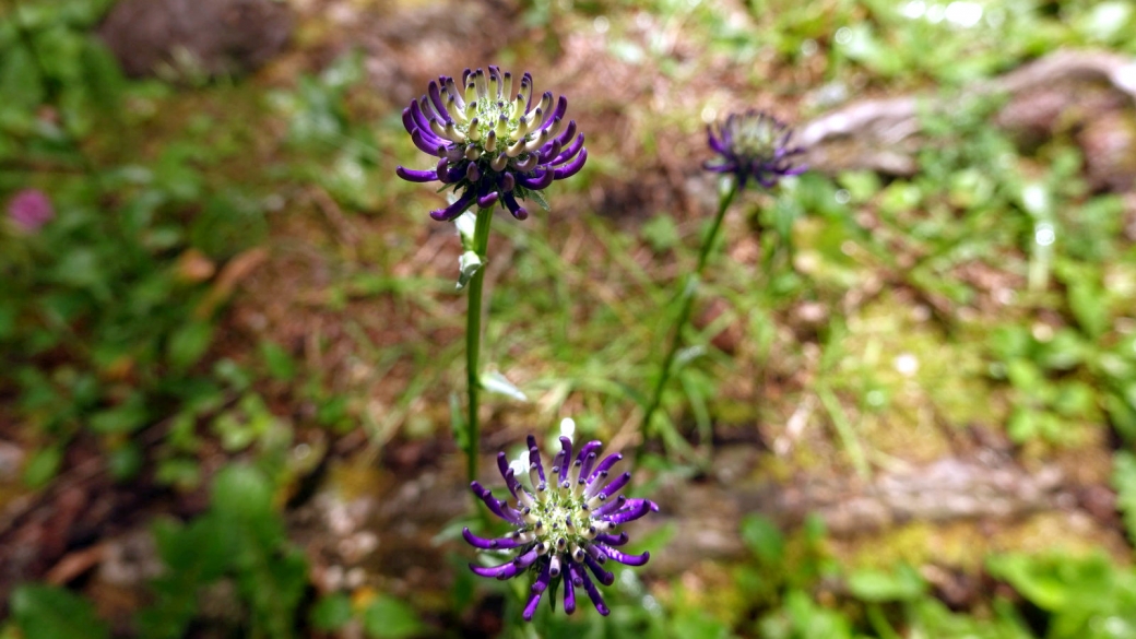 Raiponce Orbiculaire - Phyteuma Orbiculare