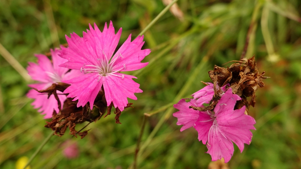 Oeillet des Chartreux - Dianthus Carthusianorum