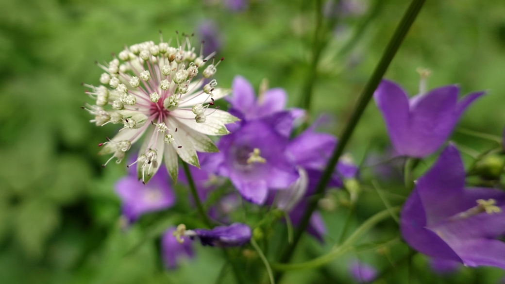 Grande Astrance - Astrantia Major