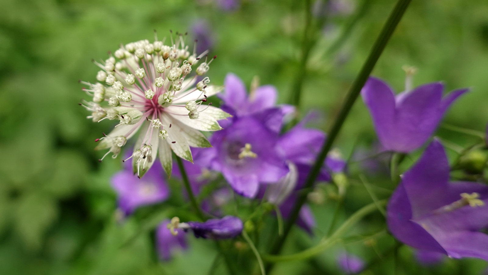 Grande Astrance – Astrantia Major