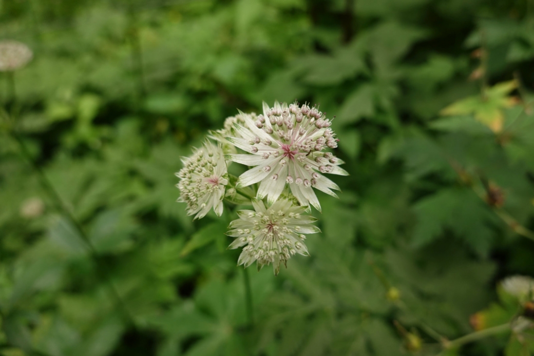 Grande Astrance - Astrantia Major