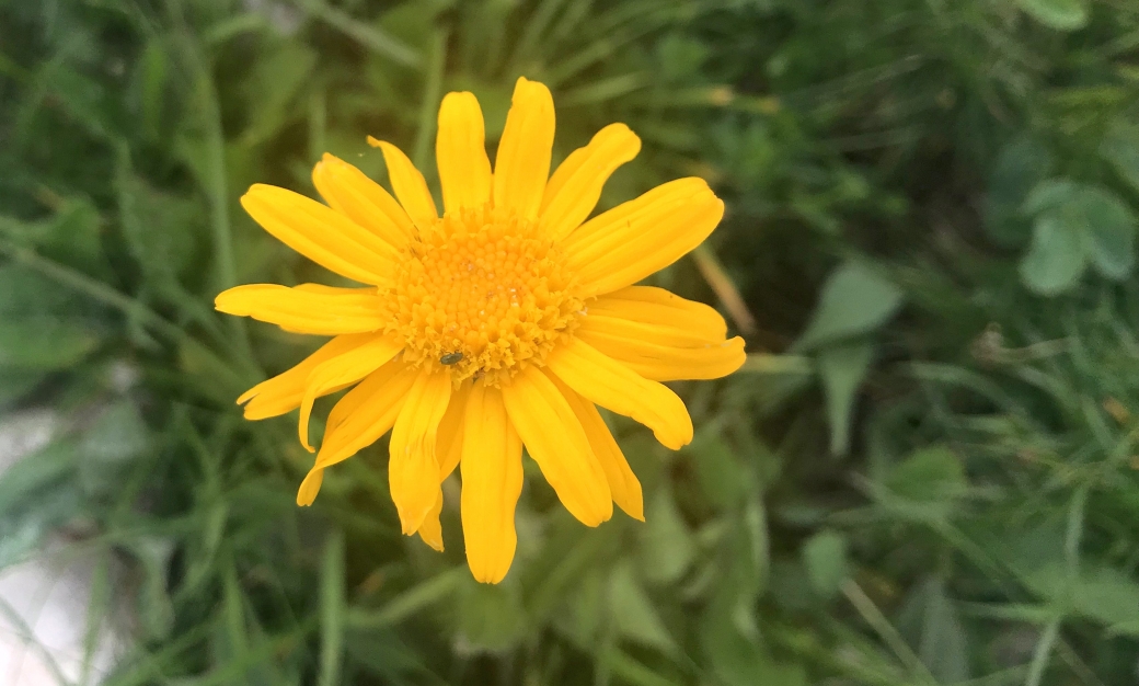 Arnica des Montagnes - Arnica Montana