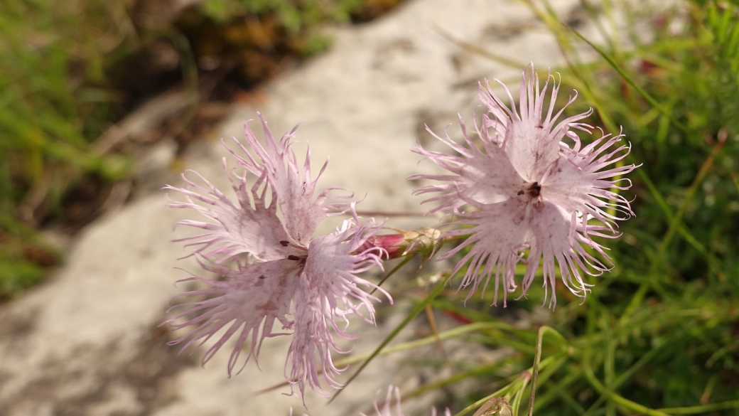 Oeillet de Montpellier - Dianthus Hyssopifolius