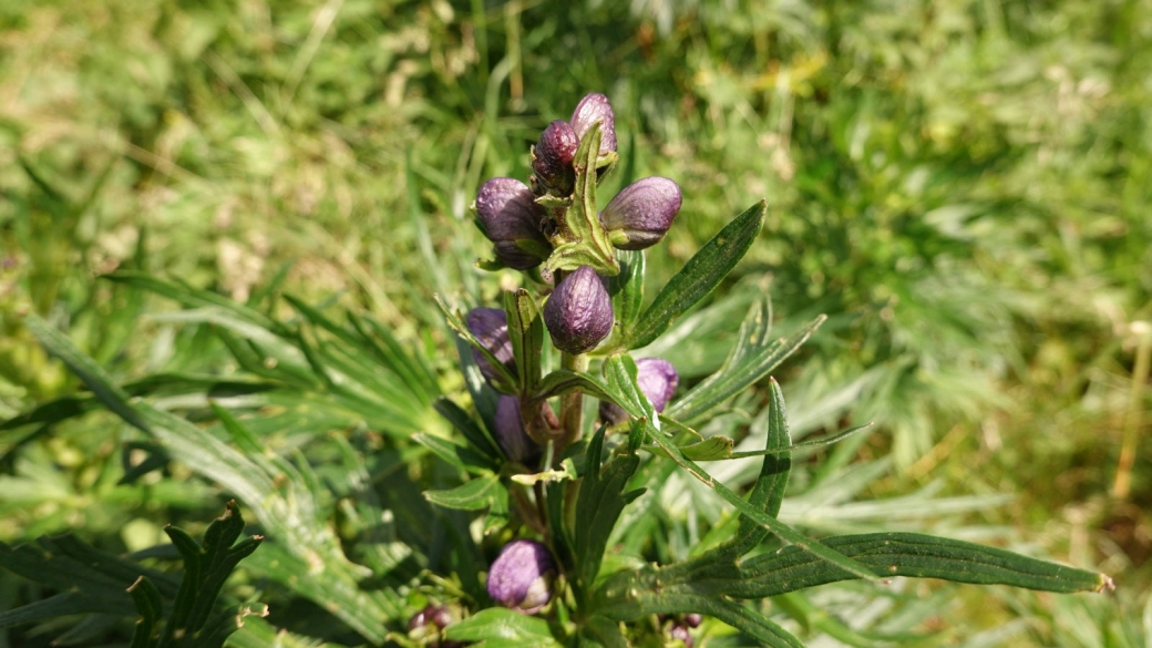 Aconit Compact - Aconitum Napellus