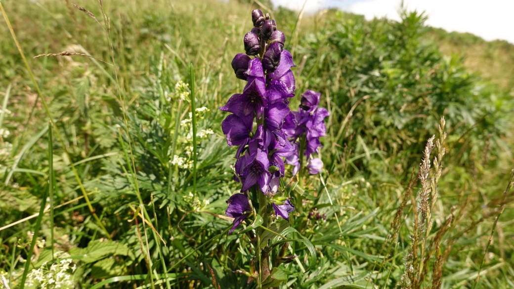 Aconit Compact - Aconitum Napellus