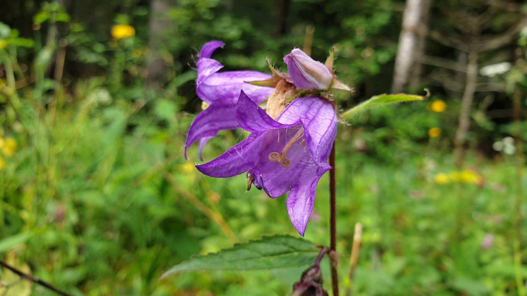 Campanule à Feuille d'Ortie - Campanula Trachelium