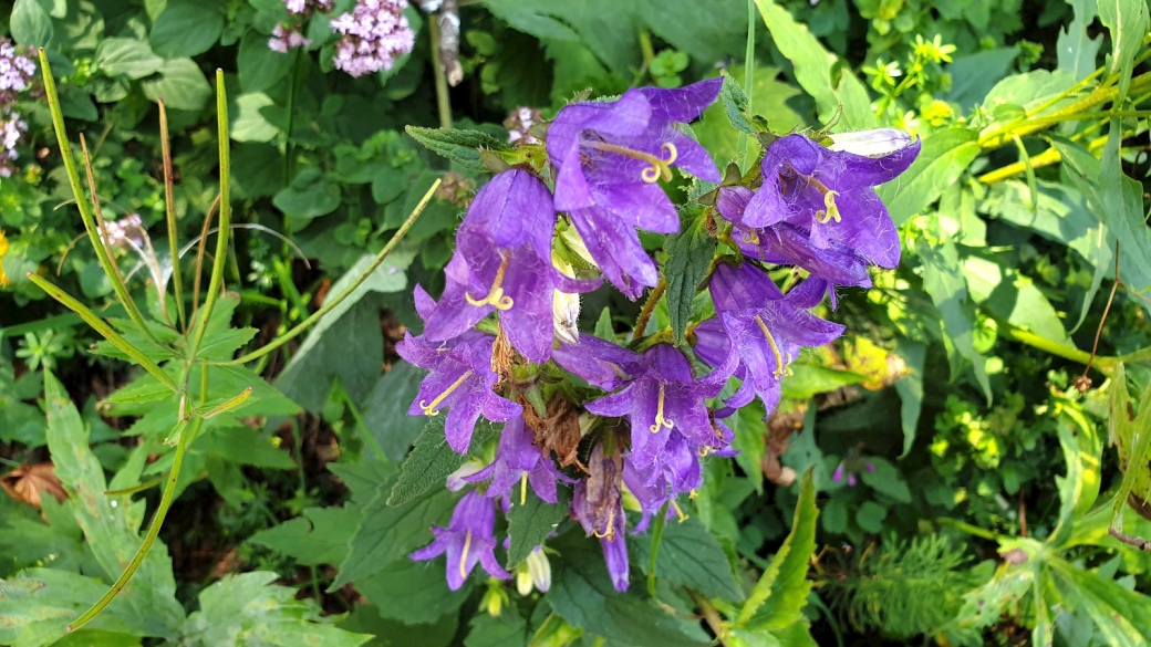 Campanule à Feuille d'Ortie - Campanula Trachelium