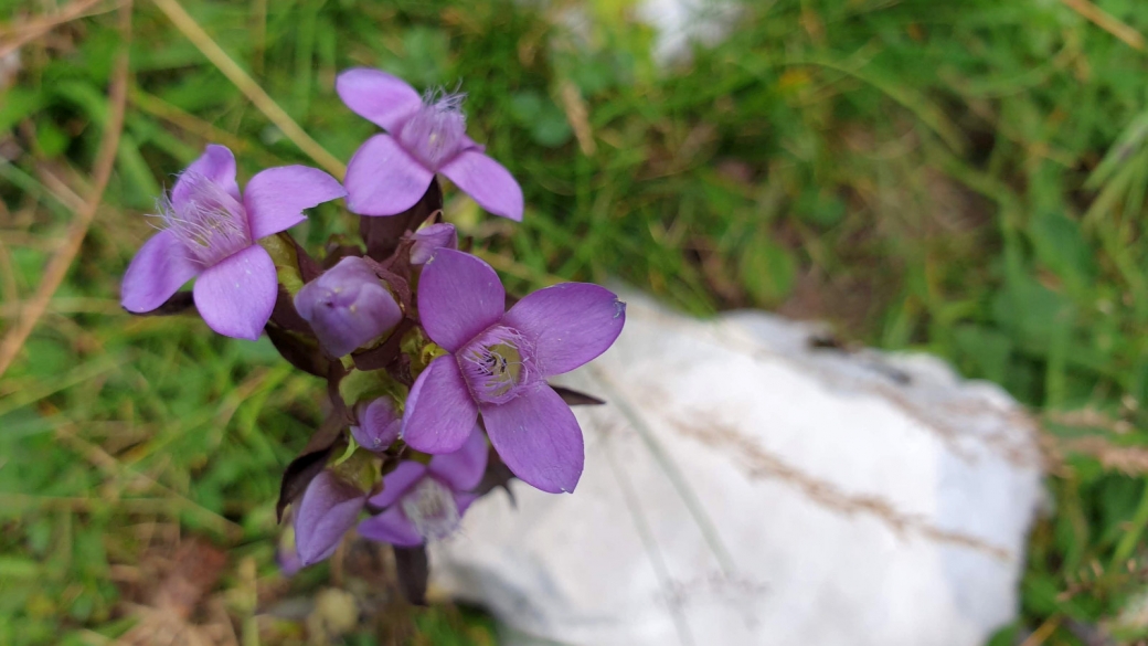 Gentiane des Champs - Gentianella Campestris