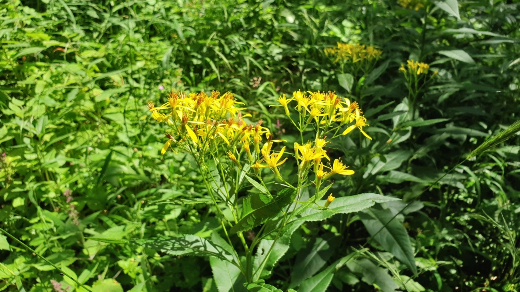 Séneçon Pétiolé- Senecio Ovatus