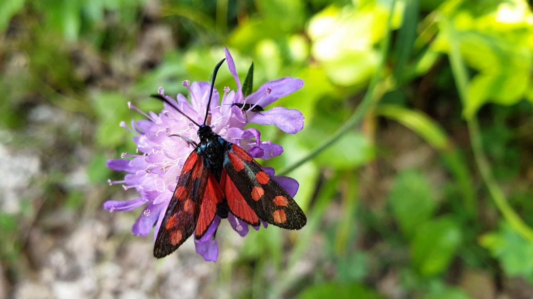 Knautie des Champs - Knautia Arvensis