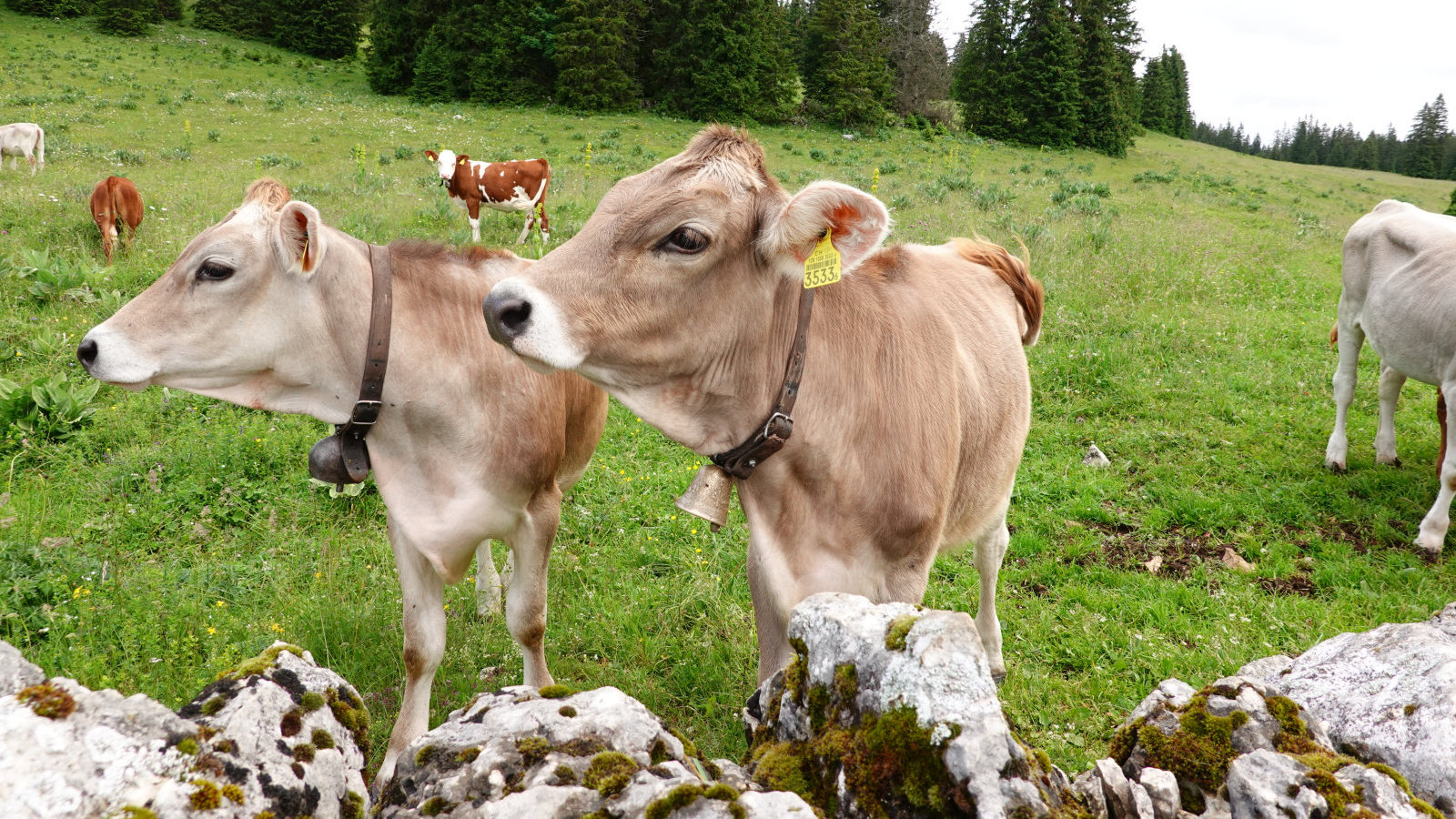 La Perrause – Le Chenit – Vaud – Suisse