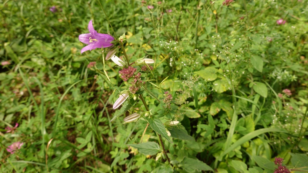 Campanule à Feuille d'Ortie - Campanula Trachelium